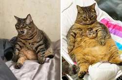 Толстый кот со смешной мордочкой по кличке Манго стал героем в Instagram