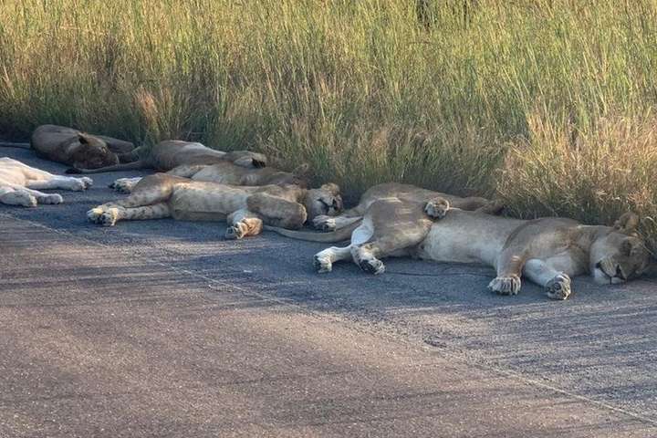 У Південній Африці леви розляглися на колись жвавій дорозі (фото)