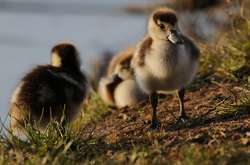 Дикі гуси - вороги британського футболу