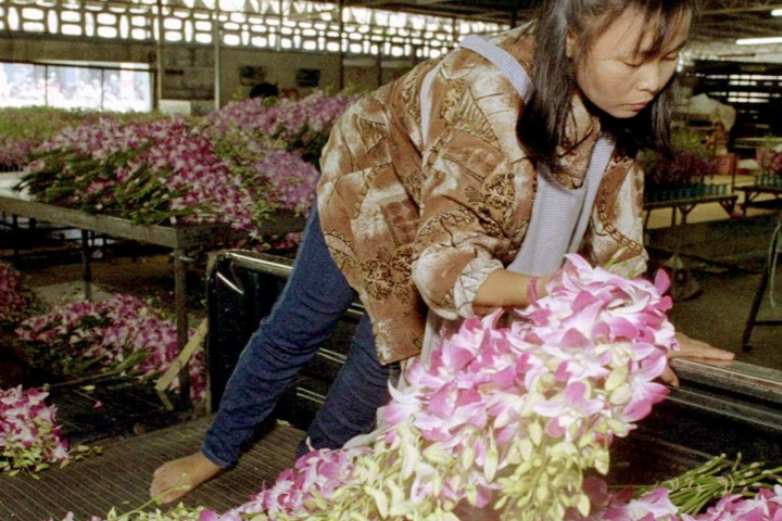 Мільйони орхідей знищили через пандемію коронавірусу