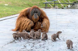 24-летний Уцзян, глава семейства орангутангов, особенно близко общается с выдрами