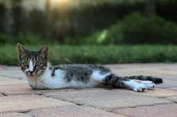 В сети Дака называют котозавриком 