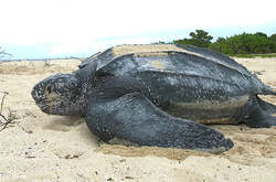 На порожні пляжі Пхукета повернулися рідкісні види черепах 