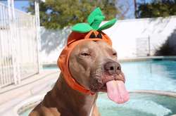 Тест на внимательность: на фото спряталась собака, но найти его смогут не все