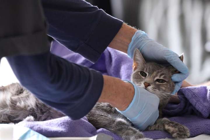 У США коронавірус виявили у домашніх котів