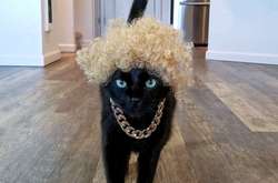 У кота Ривера есть свой инстаграм-аккаунт, за которым следят более 60 тысяч подписчиков