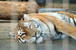 Коронавірус у тварин: чотири тигри та три леви заразилися у нью-йоркському зоопарку  