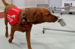  Участь в експерименті візьмуть шестеро псів порід лабрадор, кокер спанієль і лабрадудль. 
  