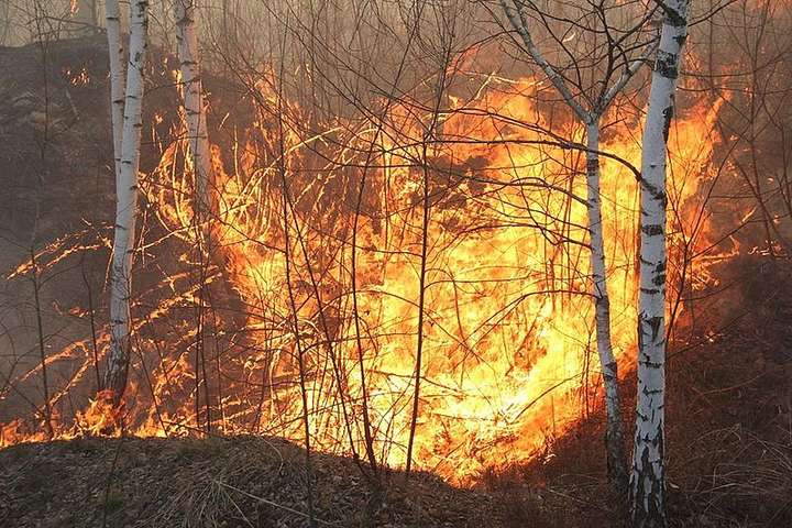 В Житомирской области - новый лесной пожар