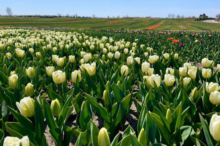 «Маленька Голландія» під Києвом: у Добропарку зацвітуть понад мільйон тюльпанів (фото)