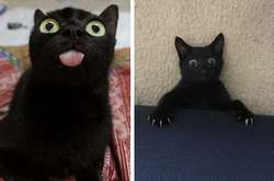 Фото черных кошек, которые принесли своим хозяевам лишь удачу и смех