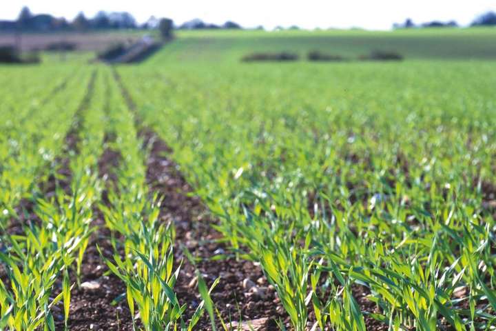 На Херсонщині аграрії можуть втратити до 50% врожаю озимих 