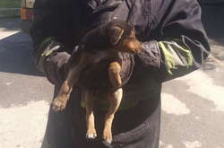 У Вінниці врятували цуценя, яке два дні просиділо в підвальній ямі