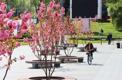 Біля арки у Вінниці вперше зацвіли сакури