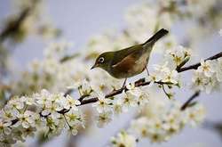 В Україні буде тепло та сонячно: прогноз погоди на 28 квітня