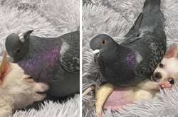 Щенок, который не может ходить, подружился с голубем, который не летает (трогательные фото)