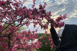 Весна радує киян цвітінням сакури