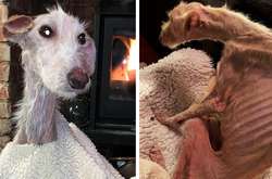 Волонтеры нашли на улице собаку, похожую на скелет. Как она выглядит сейчас