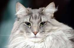 10 самых красивых пород домашних кошек (фото)