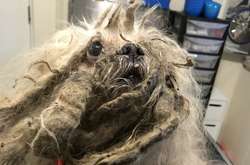  Несчастного пса сразу же отправили его к ветеринарам 
  