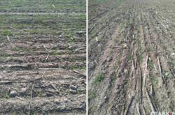 Найбільше пошкоджені озимі в Одеській області - там стан посівів погіршився майже на кожному п’ятому гектарі
