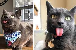 Притти Китти - кошка из штата Вирджиния, США. Из-за строения челюсти кончик ее языка постоянно торчит наружу