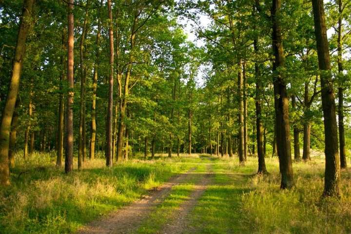 Прокуратура намагається повернути державі 6 га лісу на Київщині