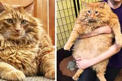 16-килограммовым кот по кличке Базука