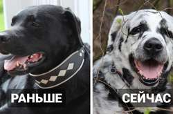  Необычный цвет шкуры нисколько не мешает Блейзу быть обычной собакой 
  