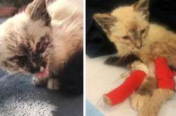 Семья Дайны с радостью делится фотографиями своей любимицы в ее личном Инстаграме