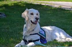 У Франції вчені досліджують здатність собак визначати коронавірус по запаху