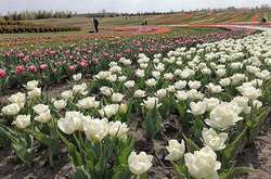 Йдуть натовпом, «наплювавши» на карантин. Під Києвом сотні людей прийшли помилуватися тюльпанами