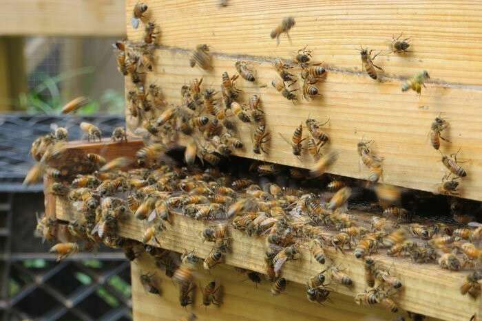 Таємниче зникнення бджіл у Британії. Вчені оприлюднили ймовірну причину