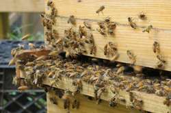 Вчені зназвали хворобу, через яку гинуть бджоли 