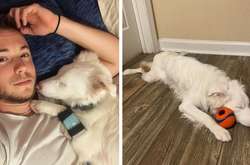 Американец Эйдан Манн стал хозяином миниатюрной австралийской овчарки по кличке Плам в июне 2019 года