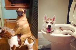 Что делают собаки, когда вас нет дома: безумные фото