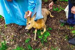  Поліцейські викликали ветеринара для надання допомоги сарні 