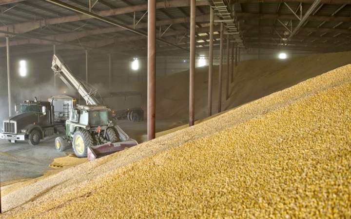 Міністр економіки запевняє, що цьогоріч пшениці в Україні удвічі більше за минулі роки 
