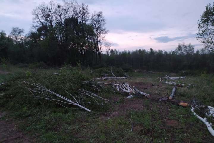 Забудовник знищує ліс в охоронній зоні в Пирогові (фото)