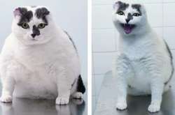 Из котлеток в атлеток: фото животных до и после диеты