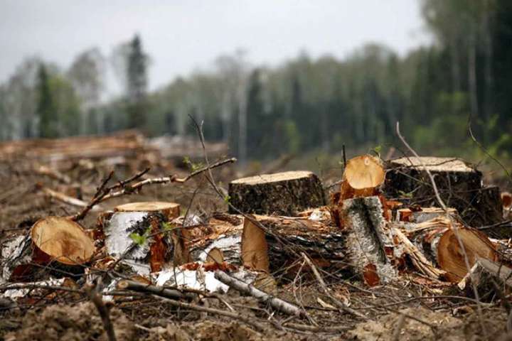 В мире замедлилась вырубка леса