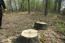 На Київщині зловили пенсіонера, який незаконно вирубав ліс (фото, відео)