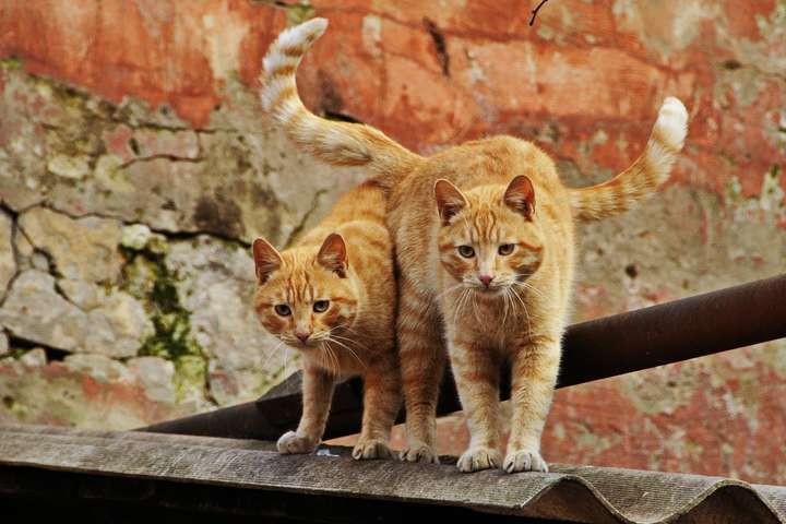 Вуха, лапи, хвіст: котів з усіх куточків світу показали в Одесі