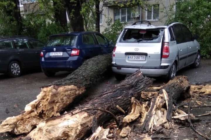 У Києві дерево розчавило припаркований автомобіль (фото)