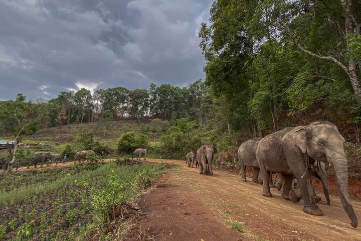 Через пандемію у Таїланді «звільнили» близько 100 слонів: тварин випустили на волю