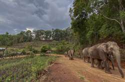 Через пандемію у Таїланді «звільнили» близько 100 слонів: тварин випустили на волю