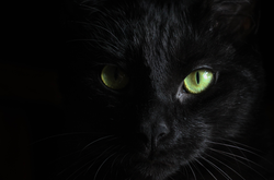 У кота Негріто був коронавірус, однак проблеми зі здоров'ям у нього почалися через неполадки із серцем