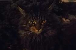 Луценко, який хизувався танцями з собакою, тепер похвалився ще й успіхами кота