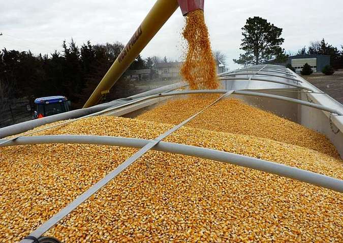 Україна продовжує активно вивозити зерно. Експорт пшениці на третину більший, ніж минулого сезону