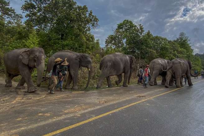 Более 100 слонов в Таиланде потеряли работу из-за коронавируса